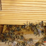 fotos de abejas